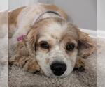 Small #11 Cocker Spaniel