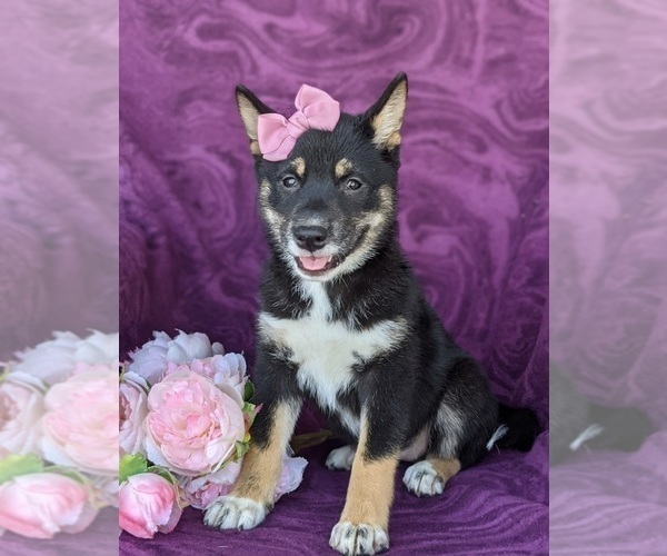 Medium Photo #2 Shiba Inu Puppy For Sale in PEACH BOTTOM, PA, USA