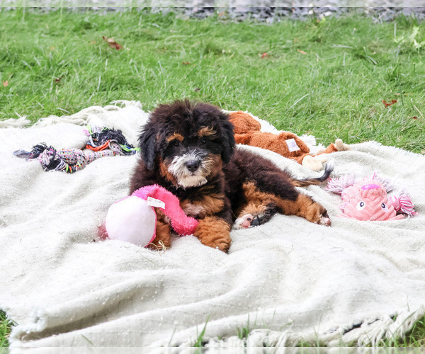 Medium Photo #3 Bernedoodle (Miniature)-Saint Berdoodle Mix Puppy For Sale in SYRACUSE, IN, USA
