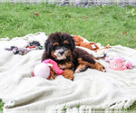 Willow - Female Bernedoodle (Miniature)-Saint Berdoodle Mix Puppy for Sale - Photo #3