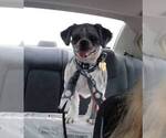 Small Photo #1 Shih Tzu Puppy For Sale in O BRIEN, FL, USA