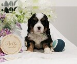 Puppy Teacup Snoopy Bernese Mountain Dog