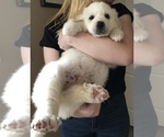 Small Photo #8 Great Pyrenees Puppy For Sale in DEERFIELD, OH, USA