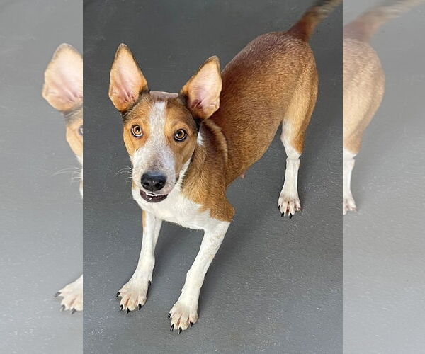 Medium Photo #12 Basenji-Unknown Mix Puppy For Sale in Minneapolis, MN, USA