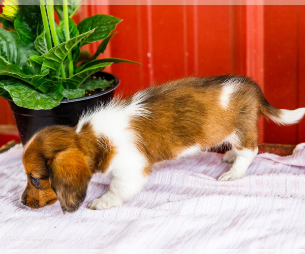 Medium Photo #47 Dachshund Puppy For Sale in WAKARUSA, IN, USA