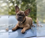 Small Photo #1 French Bulldog Puppy For Sale in BUSHKILL, PA, USA
