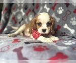 Small #7 Cavalier King Charles Spaniel