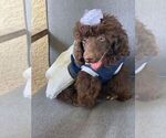 Small Photo #21 Poodle (Toy) Puppy For Sale in PALO ALTO, CA, USA