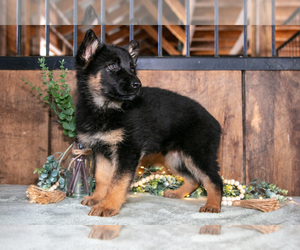 Medium German Shepherd Dog