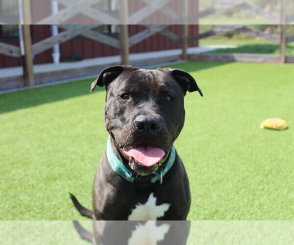 Medium Photo #6 Mutt Puppy For Sale in Chestertown, MD, USA