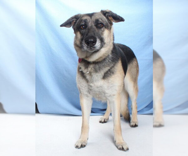 Medium Photo #2 German Shepherd Dog Puppy For Sale in Burbank, CA, USA