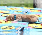Small Photo #19 Aussiedoodle Puppy For Sale in UNION CITY, TN, USA