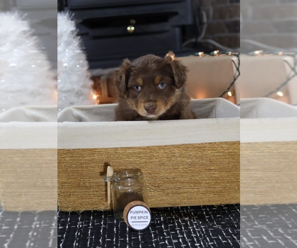 Medium Photo #22 Miniature American Shepherd Puppy For Sale in DAWSON, GA, USA