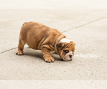 Bailey - Female English Bulldog Puppy for Sale - Photo #2