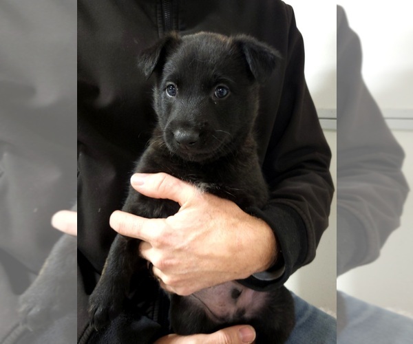 Medium Photo #1 Belgian Malinois Puppy For Sale in JOPLIN, MO, USA