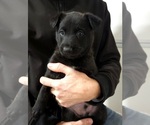 Small Photo #1 Belgian Malinois Puppy For Sale in JOPLIN, MO, USA