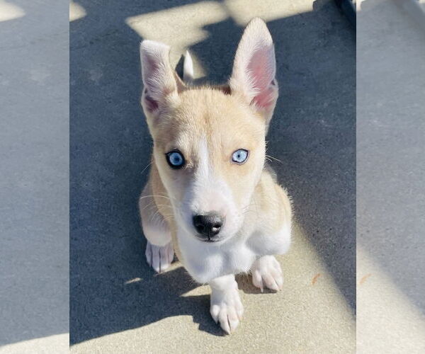 Medium Photo #2 Alaskan Klee Kai Puppy For Sale in Mouth Of Wilson, VA, USA