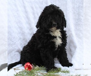 Medium Miniature Bernedoodle