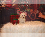Small Photo #1 Poodle (Miniature) Puppy For Sale in SIERRA VISTA, AZ, USA