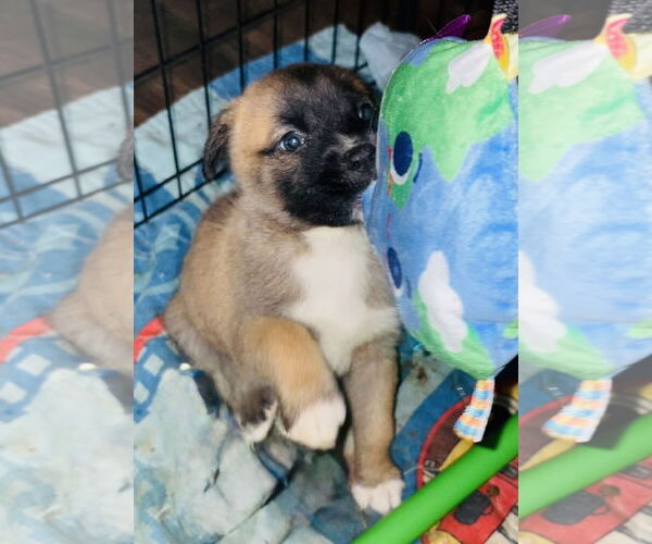 Medium Photo #4 Siberian Husky-Unknown Mix Puppy For Sale in Germantown, OH, USA