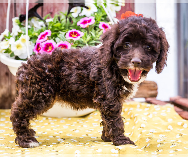 Medium Photo #8 Cockapoo Puppy For Sale in WAKARUSA, IN, USA