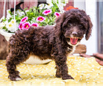 Small Photo #9 Cockapoo Puppy For Sale in WAKARUSA, IN, USA