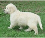 Small Photo #7 English Cream Golden Retriever Puppy For Sale in PARTRIDGE, KS, USA