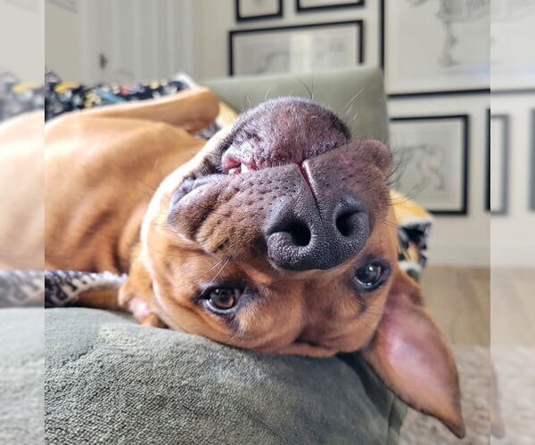 Medium Photo #2 Mutt Puppy For Sale in Fort Collins, CO, USA