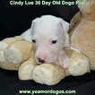 Small Photo #26 Dogo Argentino Puppy For Sale in PINEVILLE, MO, USA