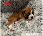 Small Photo #10 Boxer Puppy For Sale in WEST COLUMBIA, SC, USA