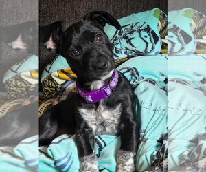 German Shorthaired Pointer-Unknown Mix Dogs for adoption in Virginia Beach, VA, USA