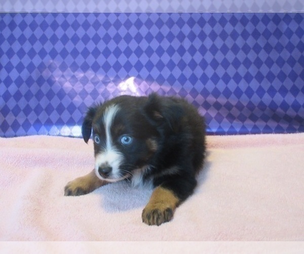Medium Photo #6 Australian Shepherd Puppy For Sale in AUBURN, IN, USA