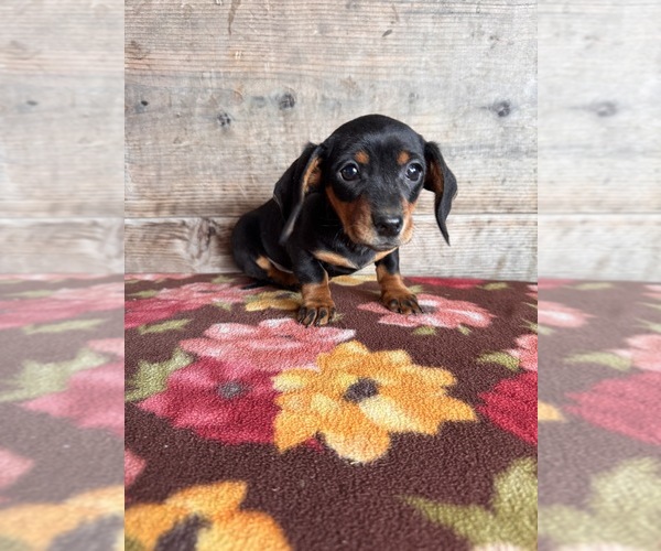 Medium Photo #12 Dachshund Puppy For Sale in VERMONTVILLE, MI, USA