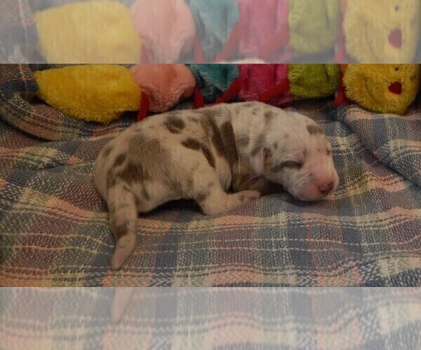 Medium Photo #47 Great Dane Puppy For Sale in SPRAGGS, PA, USA