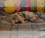 Small Photo #47 Great Dane Puppy For Sale in SPRAGGS, PA, USA