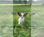 Small #4 Papillon