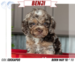 Puppy Benji Cockapoo (Miniature)
