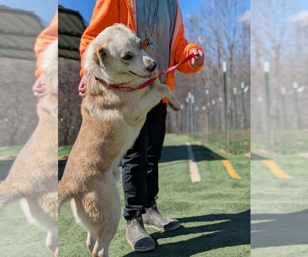Medium Photo #8 Golden Labrador Puppy For Sale in garner, NC, USA