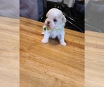 Small Photo #16 Shih Tzu Puppy For Sale in BELLEVILLE, MI, USA