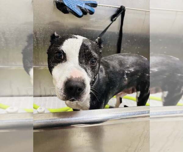 Medium Photo #10 American Staffordshire Terrier-Unknown Mix Puppy For Sale in Arlington, VA, USA