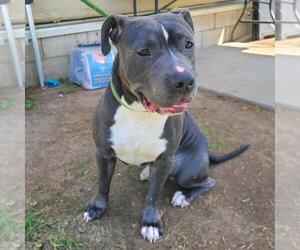 American Pit Bull Terrier Dogs for adoption in Long Beach, CA, USA