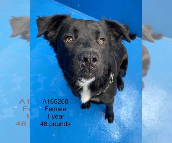 Medium Photo #1 Labrador Retriever-Unknown Mix Puppy For Sale in Calgary, Alberta, Canada