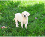 Small #6 Labrador Retriever