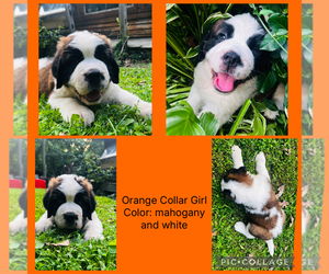 Saint Bernard Puppy for sale in HAGERSTOWN, MD, USA