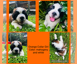 Image preview for Ad Listing. Nickname: orange collar
