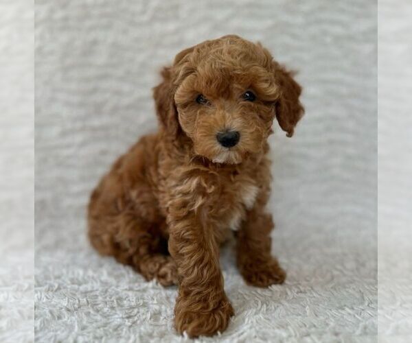 Medium Photo #2 Maltipoo Puppy For Sale in HONEY BROOK, PA, USA