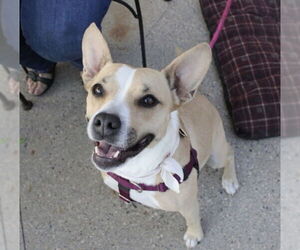 American Pit Bull Terrier-Unknown Mix Dogs for adoption in Fargo, ND, USA