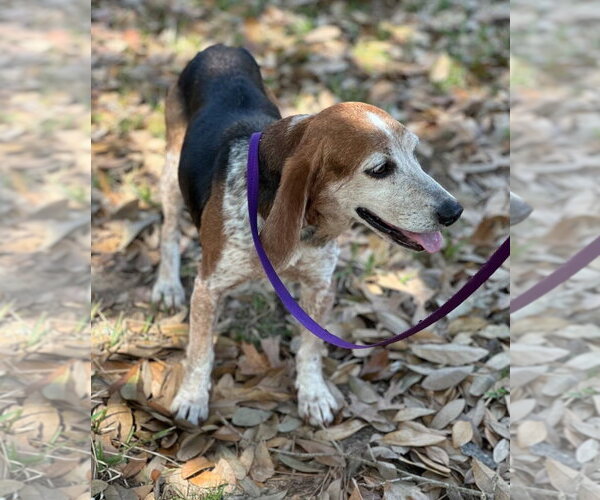 Medium Photo #5 Beagle Puppy For Sale in Dunnellon, FL, USA