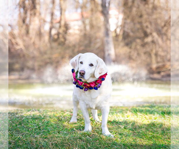 Medium Photo #5 Mutt Puppy For Sale in Unionville, PA, USA