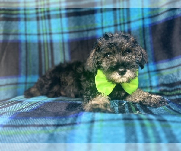 Medium Photo #2 Schnauzer (Miniature) Puppy For Sale in LAKELAND, FL, USA